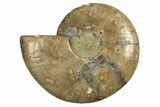 Cut & Polished Ammonite Fossil (Half) - Madagascar #317848-1